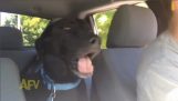 A kutya a saját nyelvén beszél