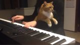Piano with cat