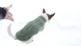 Miksi Chihuahua ei ole käynnissä lumessa;