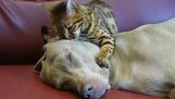Чуттєвий масаж від кішки