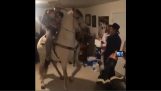 Een paard is dansen op het feest