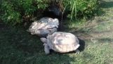 Uma tartaruga virada aceita a ajuda de um amigo