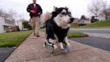 En hund går med 3D tryckta protetisk ersättning lemmar