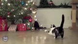Wanneer katten aanval kerstbomen