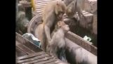 Um macaco restaura seu amigo na vida