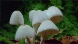 En vidunderlig timelapse med champignon vækst