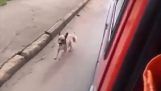 Hund jagt den Krankenwagen mit seinem Chef