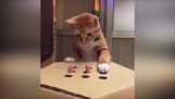 बिल्लियों के लिए सरल खेल