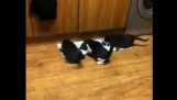 Drie honger kitties