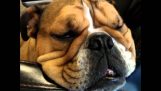 Grappige snurken van een bulldog