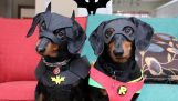 Dogs Batman and Robin catch the thief