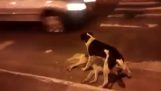Cane protegge il suo amico che è stato investito da un'auto
