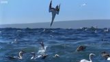 Seabirds torpedoes
