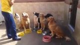 Lydige hunder venter maten