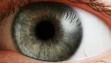 A evolução do olho humano