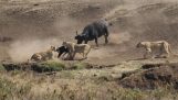 Held rettet die kleinen Büffel aus einem Bestand mit Löwen