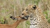 Πρωτόγνωρο παιχνίδι μεταξύ λεοπάρδαλης και αντιλόπης