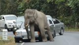 Elefant ødelegger biler i Thailand