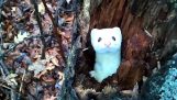 A playful ermine in the Woods