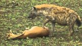 Gaselle trolarei hyene