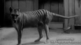 Unike opptak av et Tasmanian Tigri, en art som forsvant i 1936