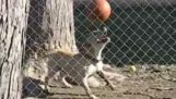 Σκύλος ισορροπεί μια μπάλα στη μύτη του