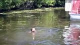 Moerasboot gids netlevering alligator uit zijn mond!