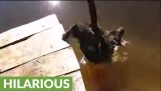 Labrador tombe dans l'eau de façon la plus hilarante possible
