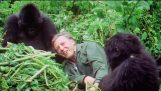 Sir David Attenborough, la 90: Remorcă – BBC