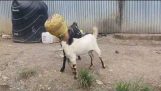 Two Goats, One Pot