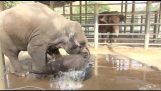 욕조에서 목욕 하는 아기 코끼리