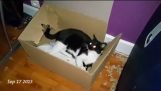 Эллиот кошка vs коробка