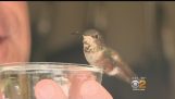 Člověk jde vzdálenost pro malý kolibřík jeho pes pomohl osvobodit
