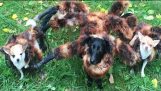 突变的巨型蜘蛛狗是背万圣节恶作剧