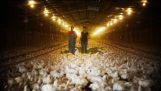 مزارع الدجاج المصنع ويتحدث