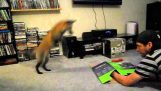 Loki red fox pouncing pe o cutie