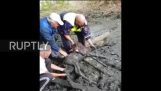 Rettung eines Fohlen im Schlamm (Russland)