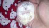 Ce petit Hamster Snoozing avec son ours en Hamsteddy vous bercera au sommeil
