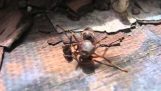 vespa decapitado agarra sua cabeça antes de voar