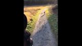 Being Followed by a Wolf