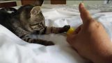 Leikkisä Palautettu Kitten leikkii Sitten Snuggles Cat