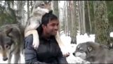 Meeting with a wild pack of wolves amazing !!