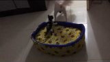 Kitten מראה לבוס של כלב מי