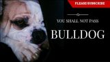 Kultainennoutaja ei anna Bulldog poistua talosta tekemään asiansa