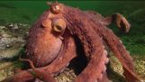 Octopus ellopja Rák Fisherman – Szuper okos állatok – BBC Föld