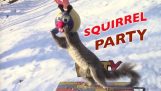 Squirrel Party