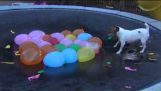 Pes útočí Vodní Balloons