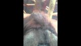 Pancia della donna incinta di baci Orangutan