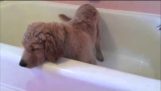 黄金猎犬小狗给自己洗个澡