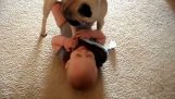 Pug Loves Baby – Ребенок любит мопс